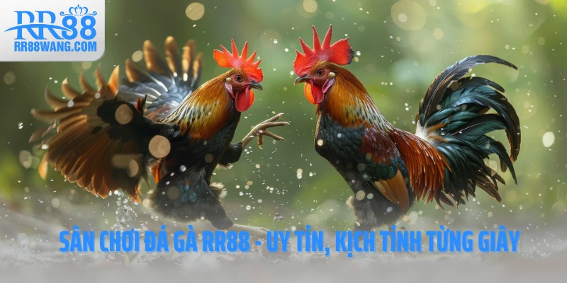 Sân chơi đá gà RR88 - Uy tín, kịch tính từng giây Sân chơi đá gà RR88 - Uy tín, kịch tính từng giây